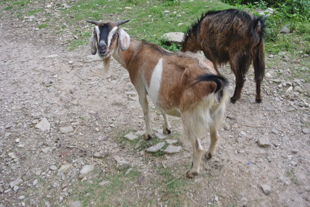 Just like Asian tourists take pictures of squirrels, I take pictures of goats in Asia.